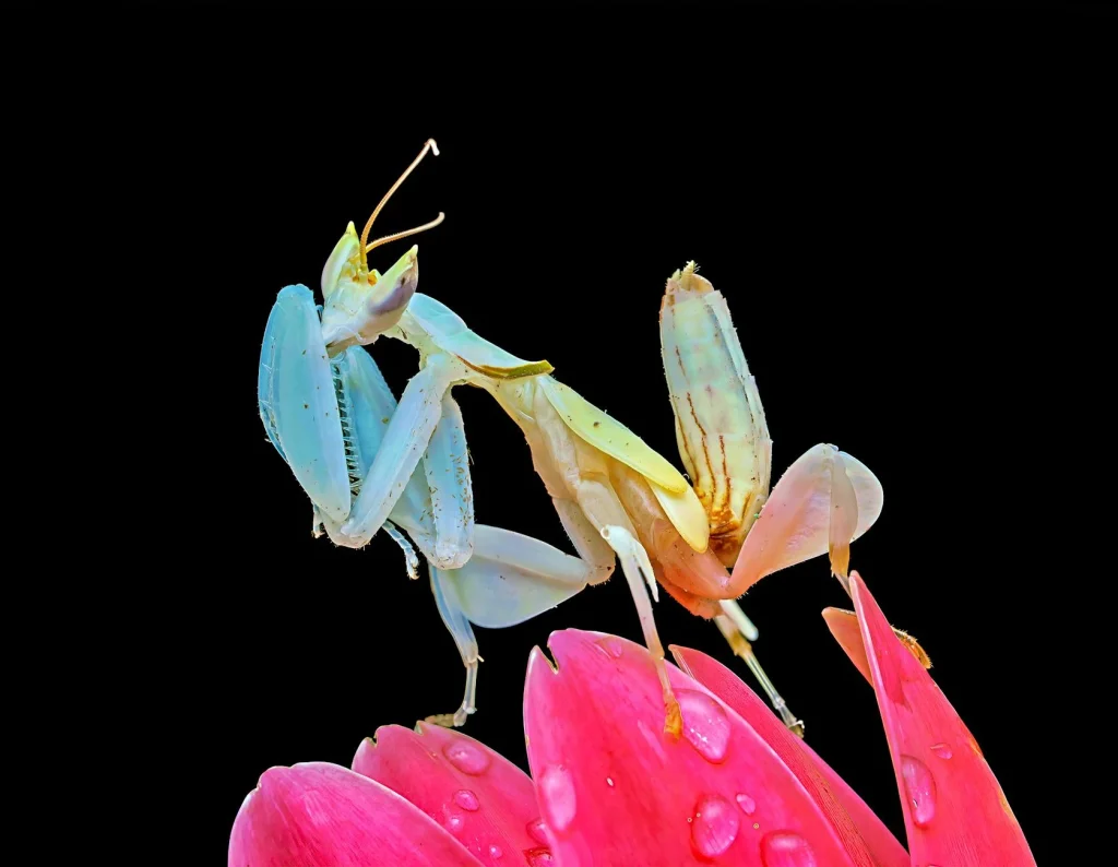 Grosir Boneka Jakarta